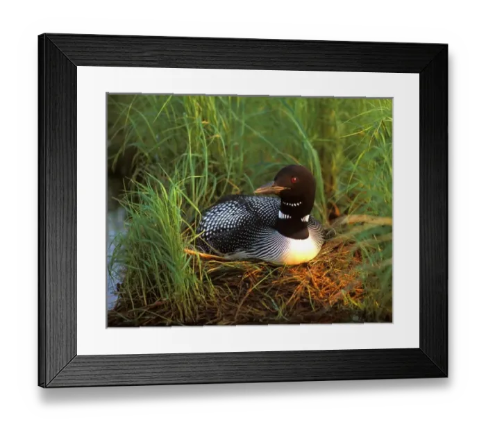 Framed Print : USA, Minnesota, Common Loon, Nest, Leech Lake Framed Print : USA, Minnesota, Common Loon, Nest, Leech Lake