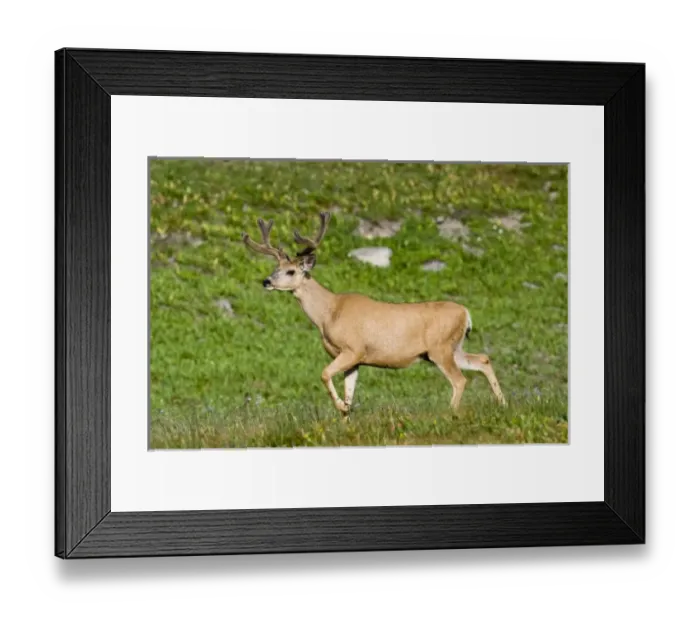 Framed Print : Mule deer buck in velvet antlers at Logan Pass in Glacier National Pass in Montana