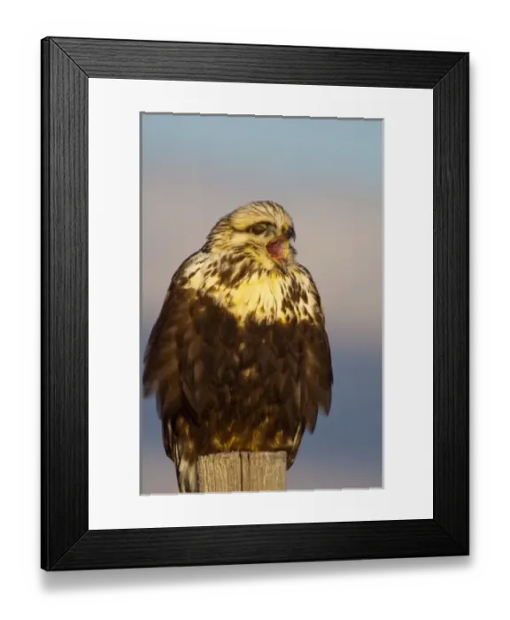 Framed Print : Rough legged hawk on fencepost in winter at Ninepipe WMA in the Mission Valley of Montana Framed Print : Rough legged hawk on fencepost in winter at Ninepipe WMA in the Mission Valley of Montana