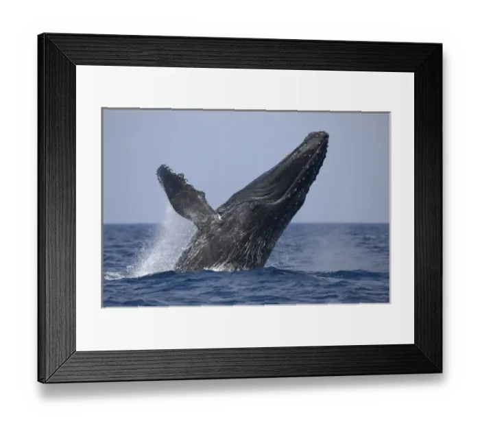 Framed Print : USA, Hawaii, Big Island, Humpback Whale (Megaptera novaengliae) breaching in Pacific Framed Print : USA, Hawaii, Big Island, Humpback Whale (Megaptera novaengliae) breaching in Pacific