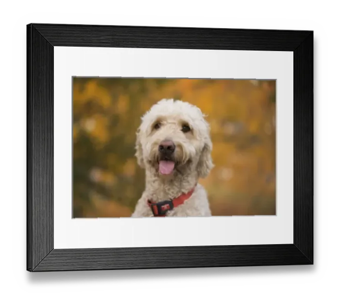 Framed Print : USA, New England, Massachusetts, Reading, Labradoodle Framed Print : USA, New England, Massachusetts, Reading, Labradoodle
