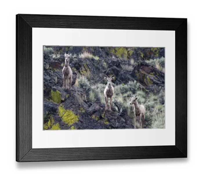 Framed Print : Bighorn sheep in sagebrush and lichen rocks near Challis, Idaho
