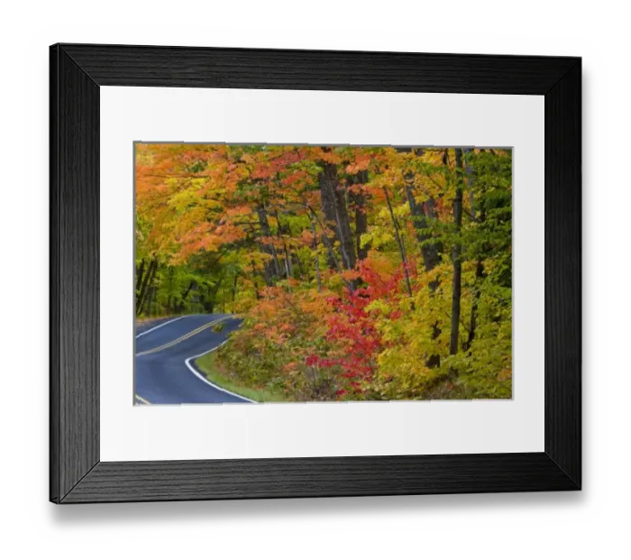 Framed Print : Colorful maple trees in autumn line scenic Highway 41 as it leads into Copper Harbor Framed Print : Colorful maple trees in autumn line scenic Highway 41 as it leads into Copper Harbor
