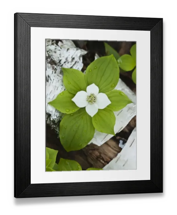 Framed Print : USA, Maine, Acadia National Park. Close-up of bunchberry or dwarf cornel plant on log