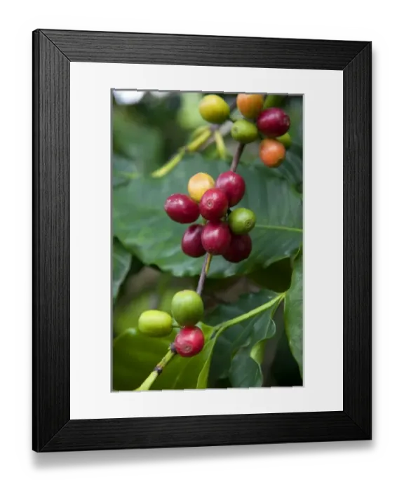 Framed Print : Coffee berries grow on a coffee plant on the Big Island of Hawaii Framed Print : Coffee berries grow on a coffee plant on the Big Island of Hawaii