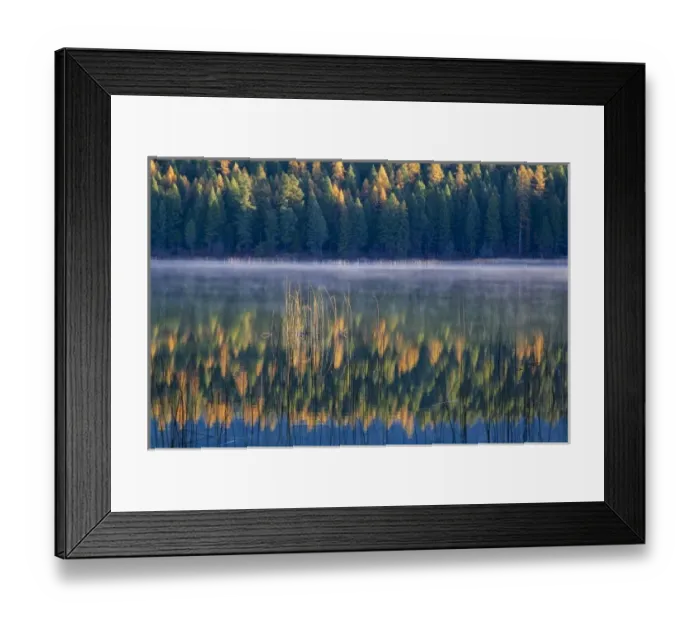 Framed Print : Autumn tamaracks reflect against reeds in Murphy Lake at sunrise in the Kootenai Framed Print : Autumn tamaracks reflect against reeds in Murphy Lake at sunrise in the Kootenai