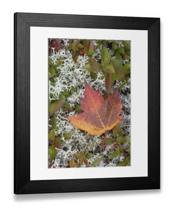 Framed Print : Autumn Leaf, Eagle Lake carriage road north of road 233, Acadia National Park, Maine, USA