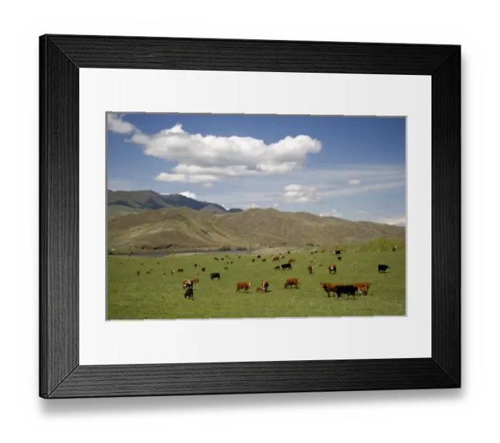 Framed Print : Cattle graze in a pasture along the Payette River near Emmett, Idaho Framed Print : Cattle graze in a pasture along the Payette River near Emmett, Idaho