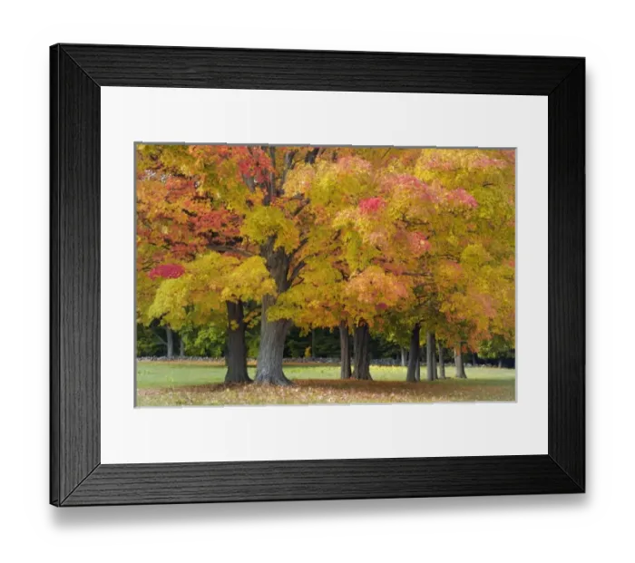 Framed Print : Maple trees in autumn colors, near Concord, Massachusetts Framed Print : Maple trees in autumn colors, near Concord, Massachusetts