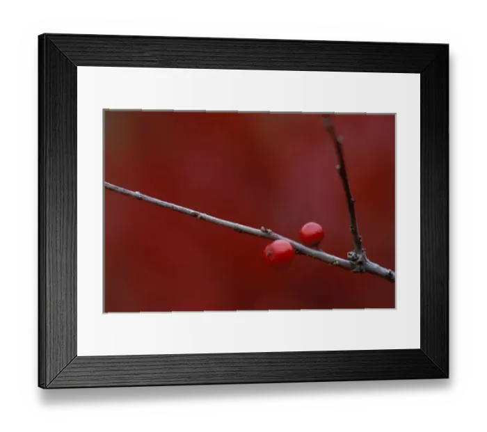 Framed Print : USA, Michigan, Two winterberry holly berries on leafless stem in autumn Framed Print : USA, Michigan, Two winterberry holly berries on leafless stem in autumn