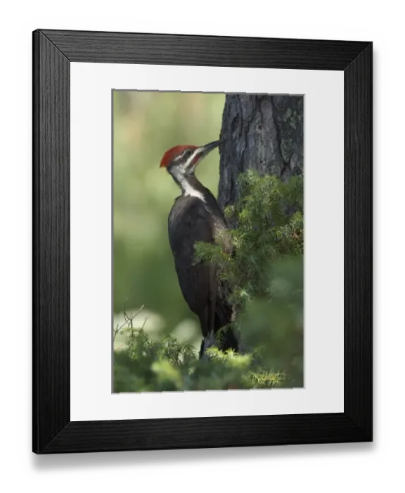 Framed Print : USA, North America, Minnesota Framed Print : USA, North America, Minnesota