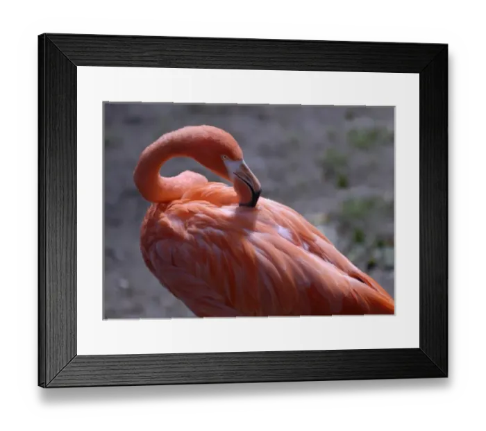 Framed Print : Omahas Henry Doorly Zoo. flamingo Framed Print : Omahas Henry Doorly Zoo. flamingo