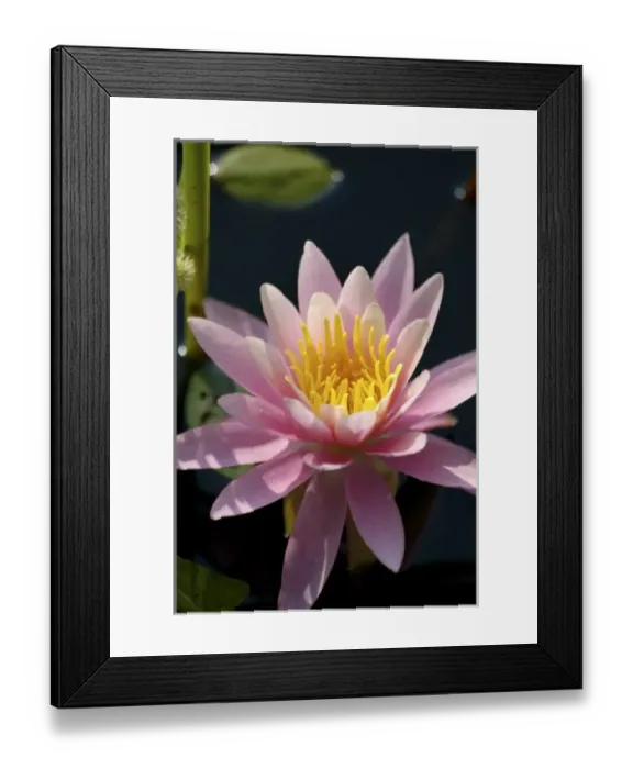 Framed Print : USA, Massachusetts, Great Barrington, lily pad flower Framed Print : USA, Massachusetts, Great Barrington, lily pad flower