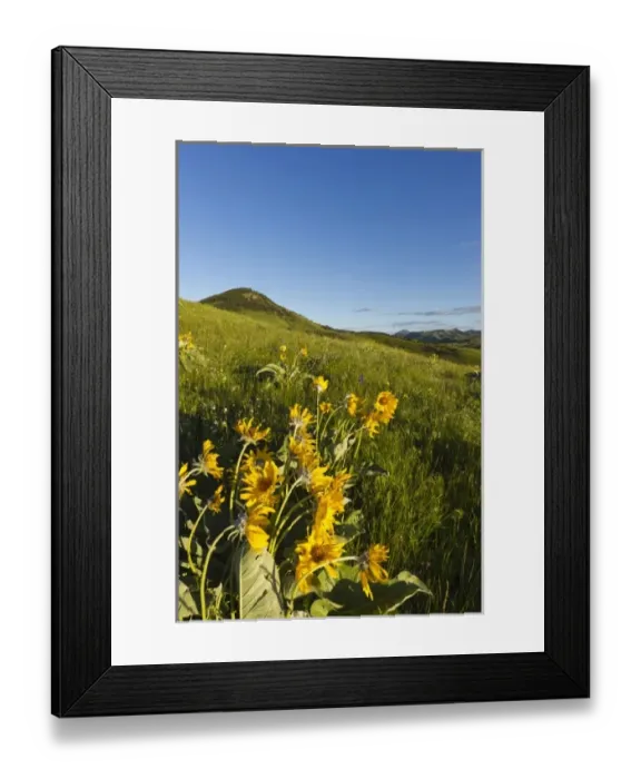 Framed Print : Arrowleaf balsamroot wildflowers in the Bears Paw Mountains near Havre, Montana, USA Framed Print : Arrowleaf balsamroot wildflowers in the Bears Paw Mountains near Havre, Montana, USA