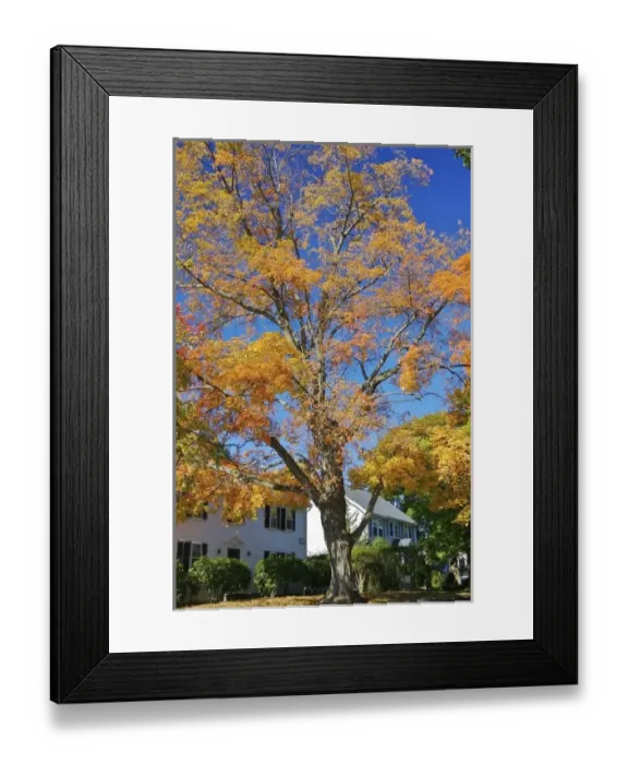 Framed Print : USA, Massachusetts, Lexington. Fall colors bursting over colonial homes in Lexington