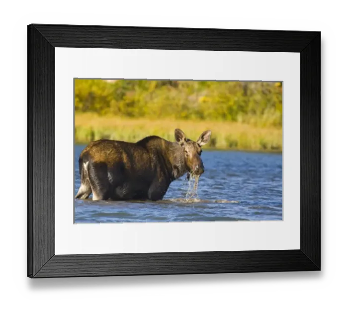 Framed Print : USA, North America, Montana Framed Print : USA, North America, Montana