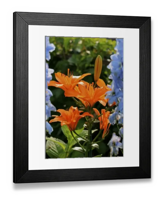 Framed Print : USA, Massachusetts, Shelburne Falls. Flowers on the Bridge of Flowers Framed Print : USA, Massachusetts, Shelburne Falls. Flowers on the Bridge of Flowers