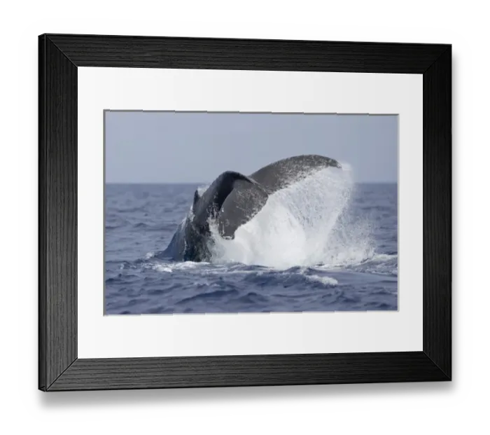 Framed Print : USA, Hawaii, Big Island, Humpback Whale (Megaptera novaengliae) tail slapping in