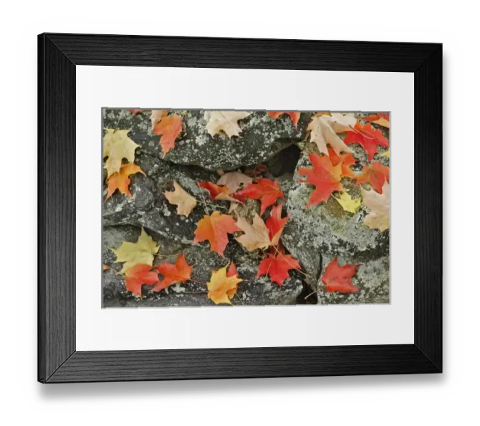 Framed Print : Autumn leaves on stone wall, Minute Man National Historical Park, Massachusetts Framed Print : Autumn leaves on stone wall, Minute Man National Historical Park, Massachusetts