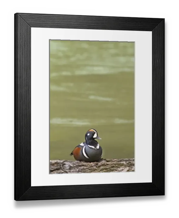 Framed Print : USA, North America, Montana Framed Print : USA, North America, Montana