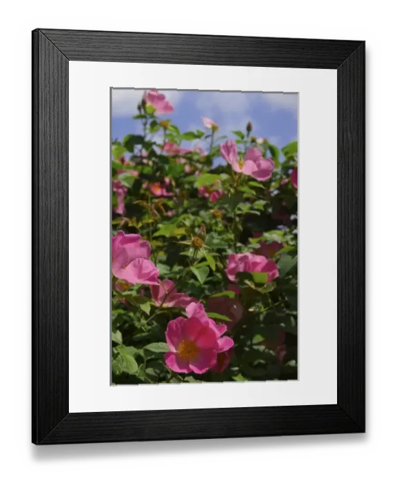 Framed Print : USA, Massachusetts, Boylston, Tower Hill Botanic Garden, pink paeonies in bloom Framed Print : USA, Massachusetts, Boylston, Tower Hill Botanic Garden, pink paeonies in bloom
