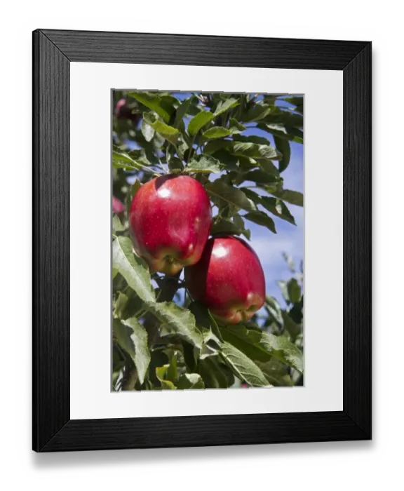 Framed Print : Red Delicious apples grow on the tree in Idaho, USA Framed Print : Red Delicious apples grow on the tree in Idaho, USA