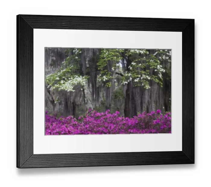 Framed Print : USA, North America, Georgia, Savannah. Azaleas and dogwood bloomimg in the spring Framed Print : USA, North America, Georgia, Savannah. Azaleas and dogwood bloomimg in the spring