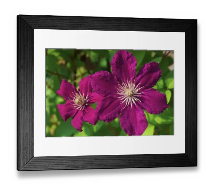 Framed Print : USA, Massachusetts, Reading, Clematis Framed Print : USA, Massachusetts, Reading, Clematis
