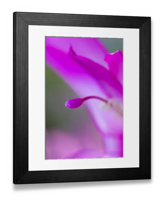 Framed Print : USA, Georgia, Close up of Christmas cactus Framed Print : USA, Georgia, Close up of Christmas cactus