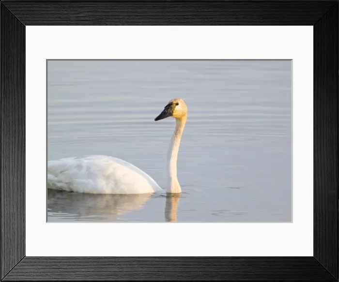 Framed Print : Trumpeter Swan at small lake at Seney National Wildlife Refuge in the UP of Michigan Framed Print : Trumpeter Swan at small lake at Seney National Wildlife Refuge in the UP of Michigan