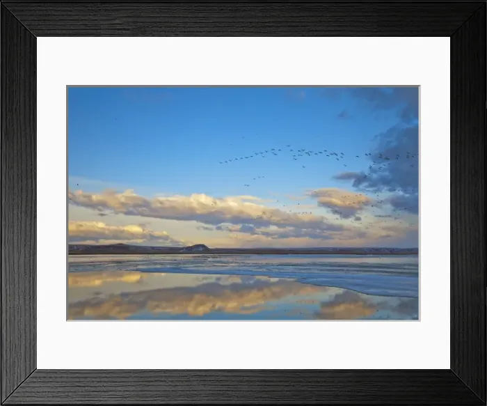 Framed Print : Pond reflection as snow geese fly in formation above during the spring migration Framed Print : Pond reflection as snow geese fly in formation above during the spring migration