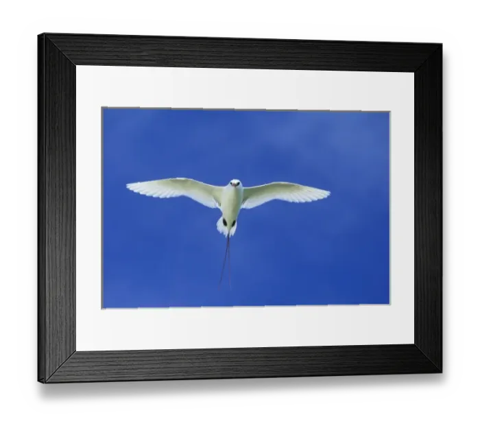 Framed Print : Red-tailed Tropicbird, (Phaethon rubricauda), in flight, Midway Atoll, Northwest Hawaiian Islands Framed Print : Red-tailed Tropicbird, (Phaethon rubricauda), in flight, Midway Atoll, Northwest Hawaiian Islands
