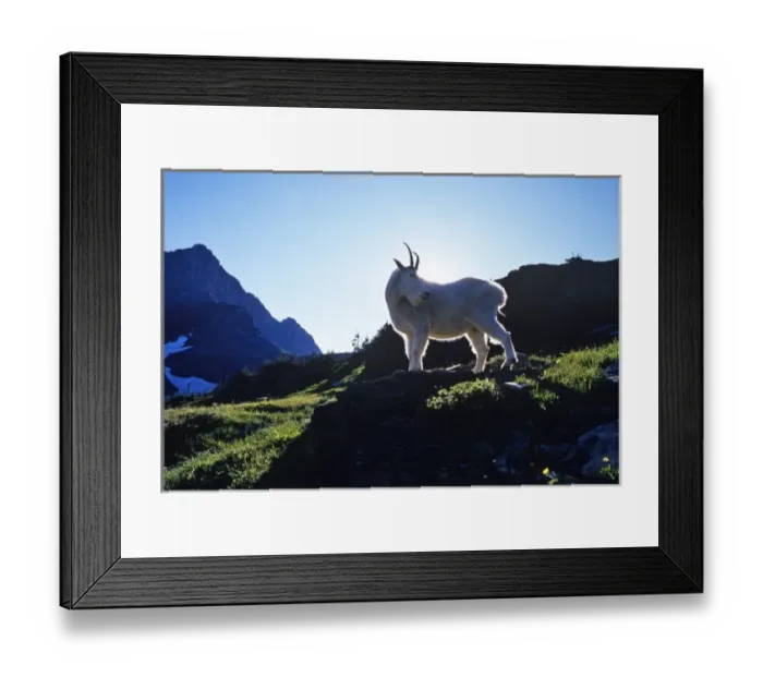 Framed Print : Billy mountain goat rimlit from setting sun at Logan Pass in Glacier National Park Framed Print : Billy mountain goat rimlit from setting sun at Logan Pass in Glacier National Park