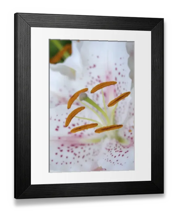 Framed Print : USA; Massachusetts; Stockbridge; Oriental Hybrid lily