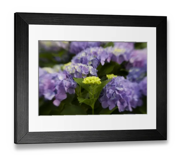 Framed Print : USA; Georgia; Absract of hydrangeas blooming in a Savannah garden Framed Print : USA; Georgia; Absract of hydrangeas blooming in a Savannah garden