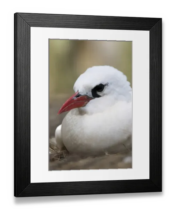 Framed Print : USA, North America, Hawaii Framed Print : USA, North America, Hawaii