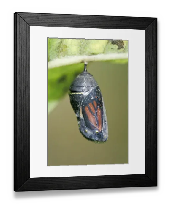 Framed Print : USA, North America, Kentucky