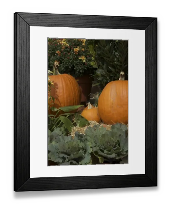 Framed Print : USA, New England, Massachusetts, Natick, Lookout Farm, mum and pumpkin display