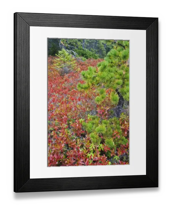 Framed Print : Autumn blueberry foliage in Spruce Fir and Pitch Pine forest, Wonderland Trail, Mount Desert Island