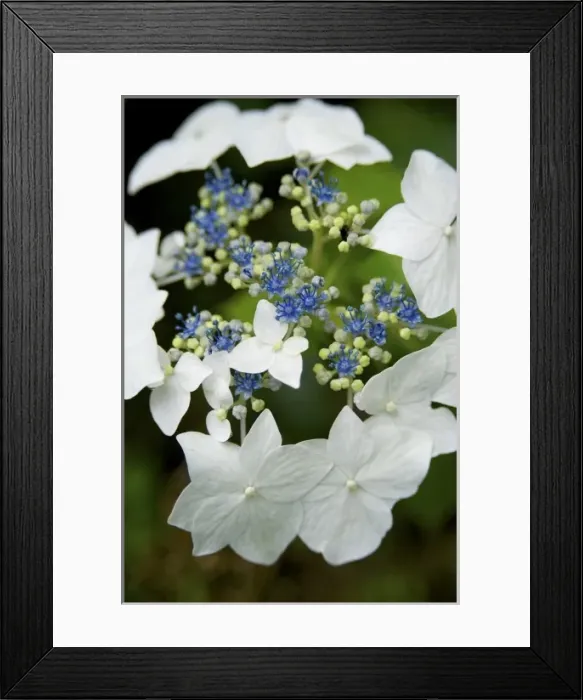 Framed Print : USA, New England, Massachusetts, Cape Cod, Centerville, Lace cap Hydrangea Framed Print : USA, New England, Massachusetts, Cape Cod, Centerville, Lace cap Hydrangea