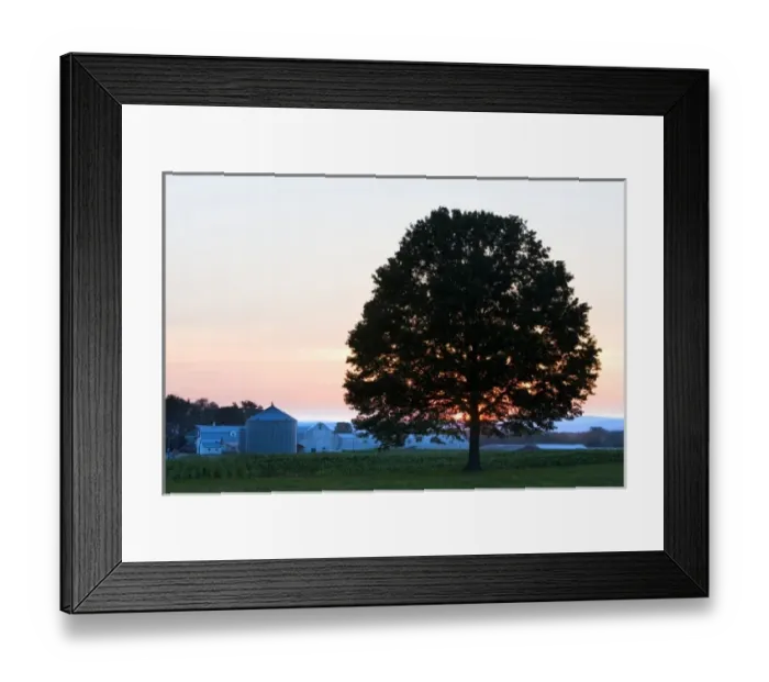 Framed Print : An oak tree at sunset in a field in Hadley, Massachusetts Framed Print : An oak tree at sunset in a field in Hadley, Massachusetts