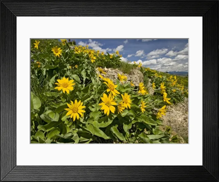 Framed Print : USA, Montana, Northern Mules Ears (Wyethia amplexicaulis) on hillside, June Framed Print : USA, Montana, Northern Mules Ears (Wyethia amplexicaulis) on hillside, June