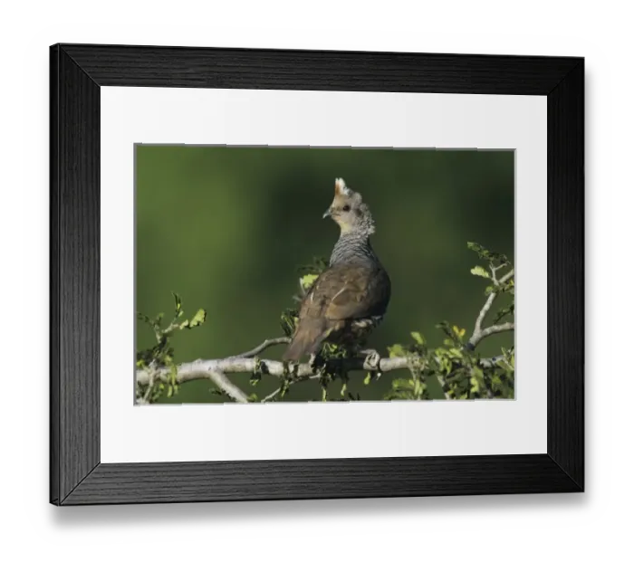 Framed Print : Scaled Quail, Callipepla squamata, adult, Starr County, Rio Grande Valley, Texas