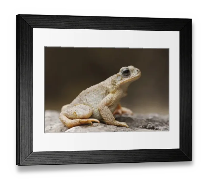 Framed Print : Nature, Fauna Framed Print : Nature, Fauna