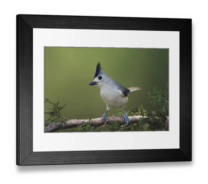Framed Print : Nature, Fauna Framed Print : Nature, Fauna