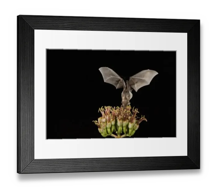 Framed Print : Nature, Fauna Framed Print : Nature, Fauna
