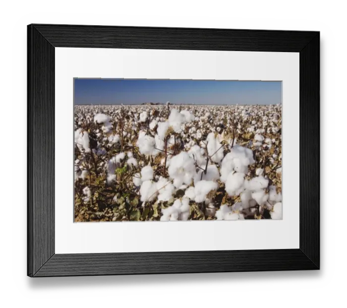 Framed Print : Cotton Plant, Gossypium hirsutum, cotton field, Lubbock, Panhandle, Texas, USA, September Framed Print : Cotton Plant, Gossypium hirsutum, cotton field, Lubbock, Panhandle, Texas, USA, September