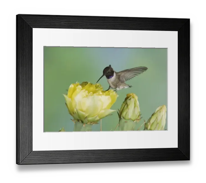 Framed Print : Nature, Fauna Framed Print : Nature, Fauna
