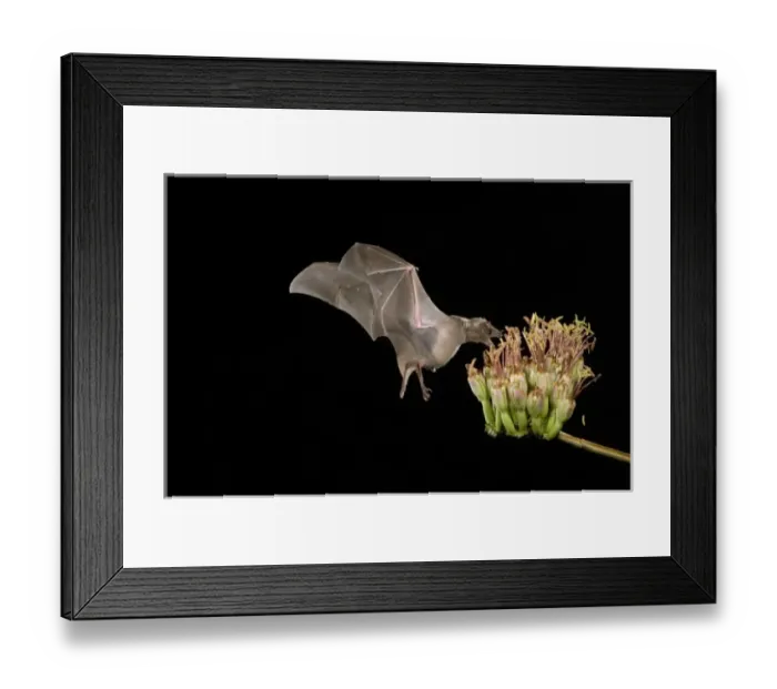 Framed Print : Nature, Fauna