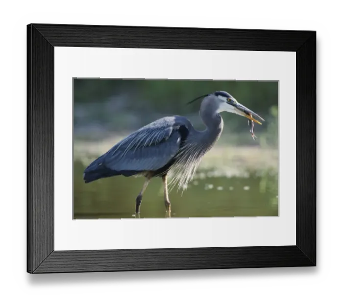 Framed Print : Great Blue Heron, Ardea herodias, adult in pond with catfish, Starr County, Rio Grande Valley